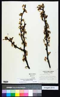 Prunus angustifolia image