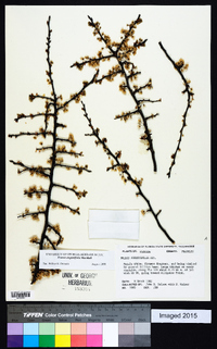 Prunus angustifolia image