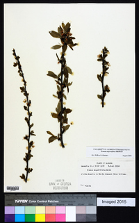 Prunus angustifolia image