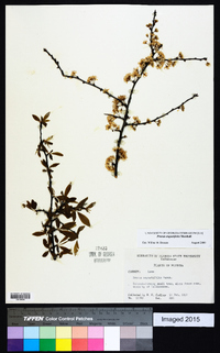 Prunus angustifolia image