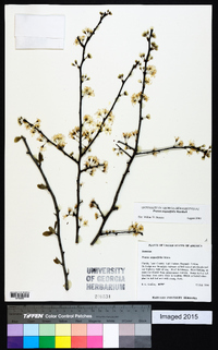 Prunus angustifolia image