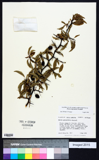 Prunus angustifolia image