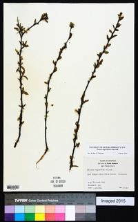 Prunus angustifolia image