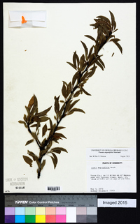 Prunus angustifolia image