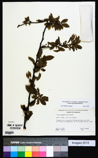 Prunus angustifolia image