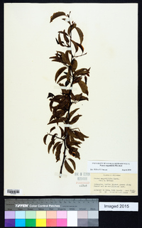 Prunus angustifolia image