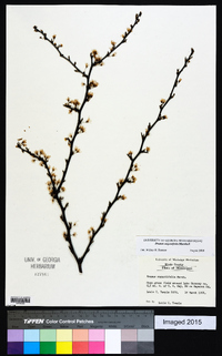 Prunus angustifolia image