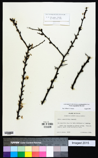 Prunus angustifolia image