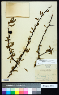 Prunus angustifolia image