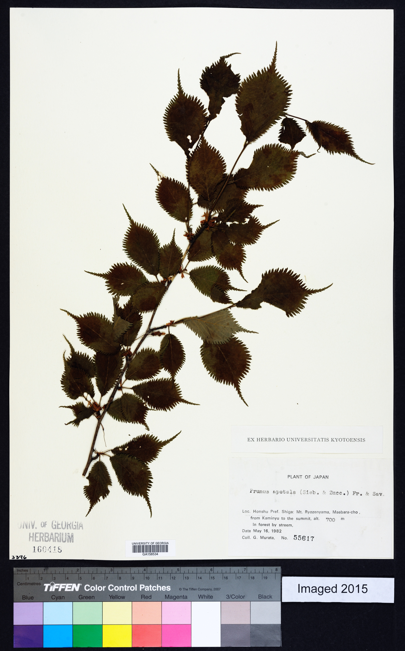 Prunus apetala image