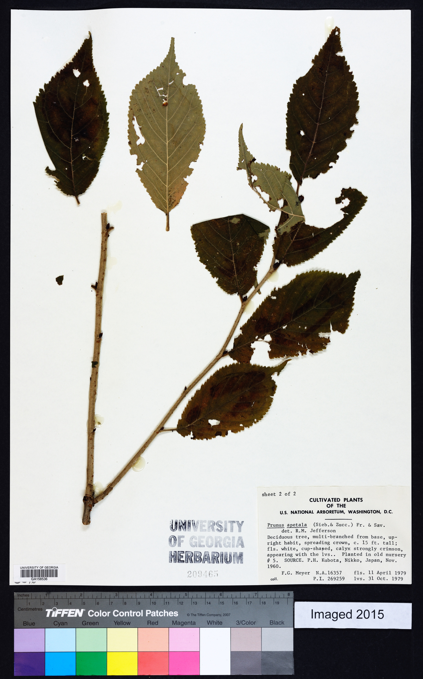 Prunus apetala image