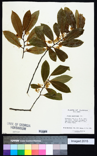 Prunus caroliniana image