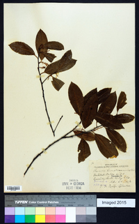 Prunus caroliniana image