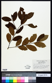 Prunus caroliniana image