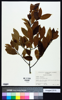 Prunus caroliniana image