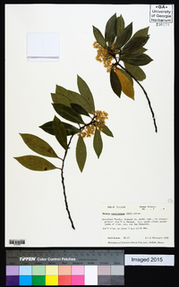 Prunus caroliniana image