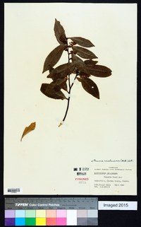 Prunus caroliniana image