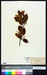 Prunus caroliniana image