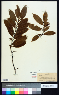 Prunus caroliniana image