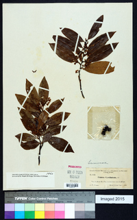 Prunus caroliniana image