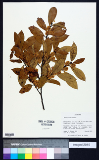 Prunus caroliniana image