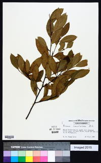 Prunus caroliniana image