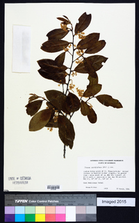 Prunus caroliniana image