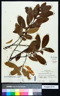 Prunus caroliniana image