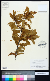 Prunus caroliniana image