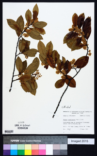 Prunus caroliniana image