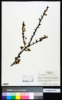 Prunus cerasifera image