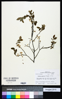 Prunus gracilis image