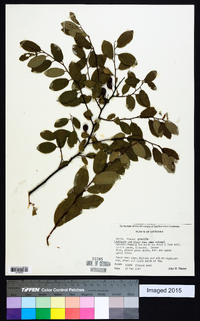 Prunus gracilis image