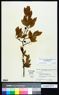 Prunus umbellata image