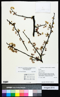 Prunus umbellata var. injucunda image