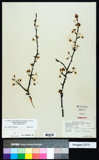 Prunus umbellata image