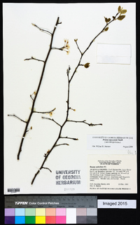 Prunus umbellata var. injucunda image