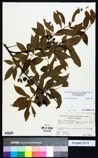 Prunus umbellata image