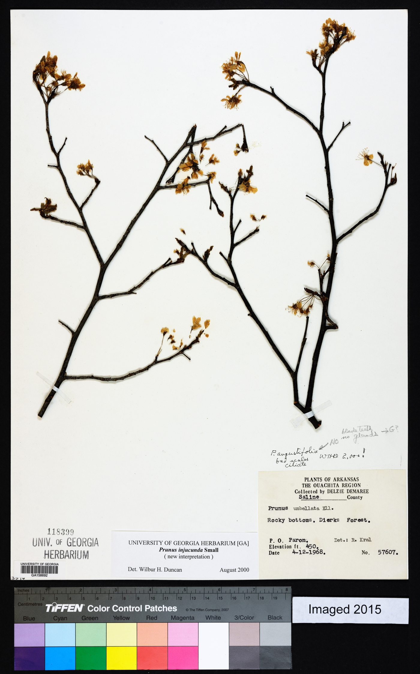 Prunus umbellata var. injucunda image