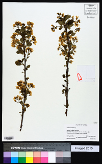 Prunus mahaleb image