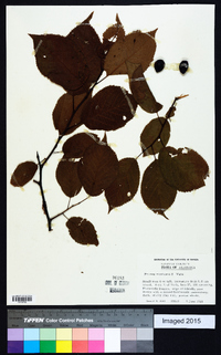 Prunus mexicana image