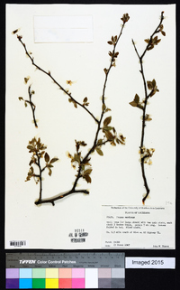 Prunus mexicana image