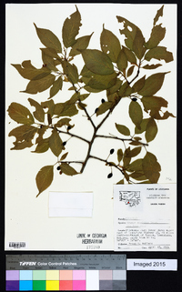 Prunus mexicana image