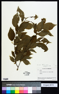 Prunus mexicana image