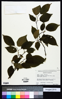 Prunus mexicana image