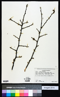 Prunus mexicana image