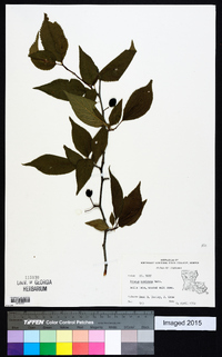 Prunus mexicana image