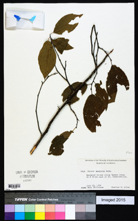 Prunus mexicana image