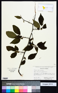 Prunus mexicana image