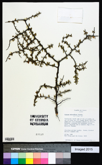 Prunus minutiflora image